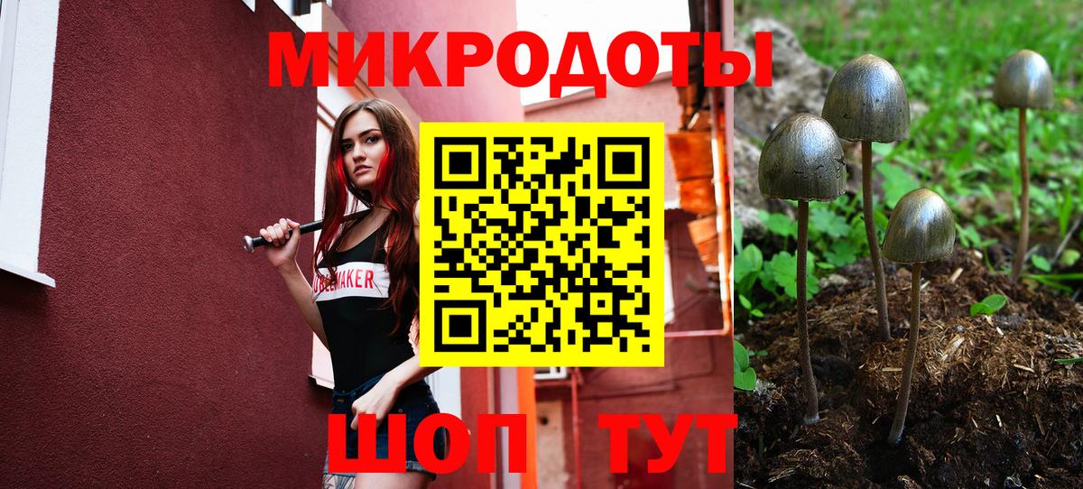 Псилоцибиновые грибы Psilocybe Аргун